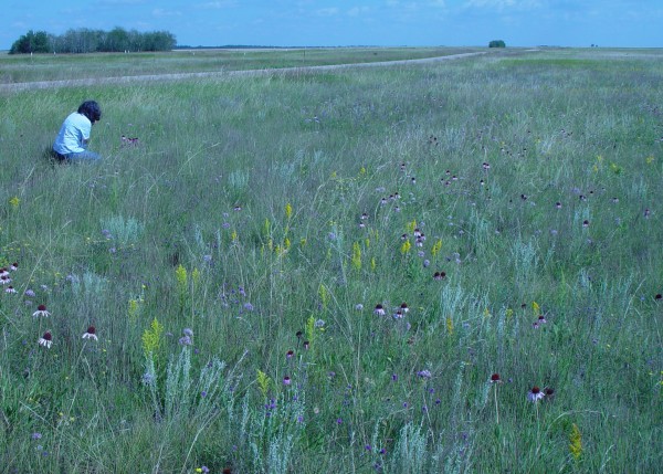 Exploring Mixed Grass Prairie